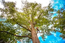 Best Hazardous Tree Removal  in Edgewood, MD