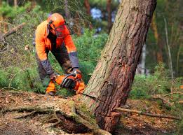 Best Stump Grinding and Removal  in Edgewood, MD