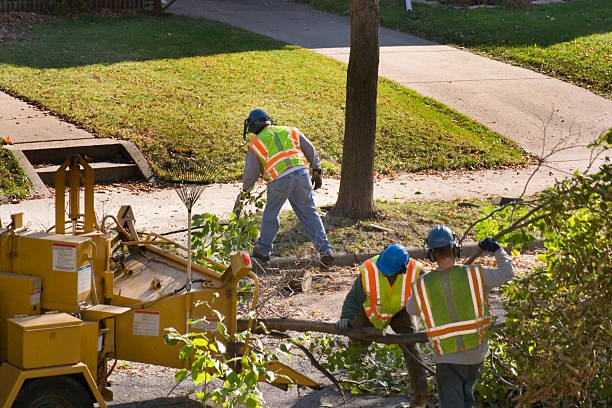Best Storm Damage Tree Cleanup  in Edgewood, MD
