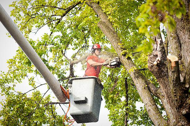 Best Arborist Consultation Services  in Edgewood, MD