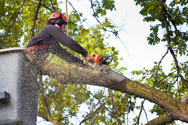 Best Lawn Mowing  in Edgewood, MD